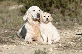 GOLDEN RETRIEVER 505